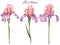 Iris flowers illustration, lilac pink irises set