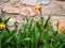 iris flowers near wall of old house in Faro city