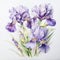 Iris Frame: Delicate Watercolor Painting With Detailed Realism