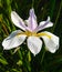 Iris full bloom