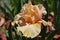 Iris Garden Series - April Jewel peach bearded iris