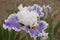 Iris Garden Series - Beserk Tall Bearded Iris