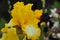 Iris Garden Series - Bright Yellow bearded iris That`s All Folks