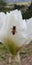Iris Garden Series - California Bee on white space age bearded iris Free Space