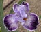 Iris Garden Series - Captain Thunderbolt Tall Bearded Iris