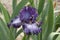 Iris Garden Series - Dark Storm Tall Bearded Iris