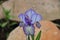 Iris Garden Series - Delicate white with purple stripes standard dwarf bearded iris