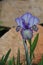 Iris Garden Series - Delicate white with purple stripes standard dwarf bearded iris