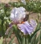 Iris Garden Series - Effective Tall Bearded Iris