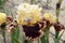 Iris Garden Series - Higher Love Tall Bearded Iris