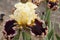 Iris Garden Series - Higher Love Tall Bearded Iris