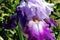 Iris Garden Series - Lavender with Dark Purple bearded iris Total Obsession