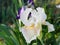 Iris Garden Series - Pale apricot peach with white bearded iris Champagne Elegance