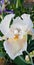 Iris Garden Series - Pale apricot peach with white bearded iris Champagne Elegance