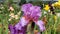 Iris Garden Series - Pale Purple bearded iris Persian Berry