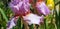 Iris Garden Series - Pale Purple bearded iris Persian Berry