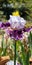 Iris Garden Series - purple and white bearded iris Gallant Theme