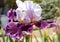 Iris Garden Series - purple and white bearded iris Gallant Theme