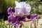 Iris Garden Series - purple and white bearded iris Gallant Theme