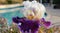 Iris Garden Series - purple and white bearded iris Gallant Theme