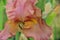 Iris Garden Series â€“ Bronze bearded iris Classical Brass