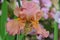 Iris Garden Series â€“ Bronze bearded iris Classical Brass