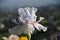 Iris Garden Series â€“ Icy lavender space age bearded iris Innocent Devil