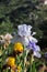 Iris Garden Series â€“ Icy lavender space age bearded iris Innocent Devil