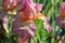 Iris Garden Series â€“ Pink bearded iris Molly Rouge