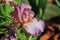 Iris Garden Series â€“ Pink bearded iris Molly Rouge