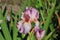 Iris Garden Series â€“ Pink bearded iris Molly Rouge