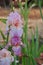 Iris Garden Series â€“ Pink bearded iris Molly Rouge