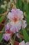 Iris Garden Series â€“ Pink bearded iris Molly Rouge