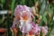 Iris Garden Series â€“ Pink bearded iris Molly Rouge