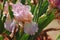 Iris Garden Series â€“ Pink bearded iris Molly Rouge