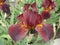 Iris germanica \'Cagliari\' garnet flower
