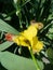 Iris germanica. Closeup of flower bearded iris in garden. A plant with impressive flowers  garden decoration