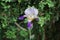 Iris x germanica \\\'Mrs. Andris\\\' is a historical, high-quality bearded iris. Berlin, Germany