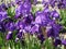 Iris germanica violet flowers \'Amethyst Flame\'