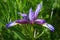 Iris graminea (Grass-leaved iris)