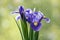 Iris Hollandica Sapphire Beauty ornamental flowering plant, purple violet and partly yellow flowers in bloom