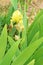 Iris imbricata flower in wild , flora Iran