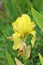 Iris imbricata flower in wild , flora Iran