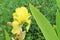 Iris imbricata flower in wild , flora Iran