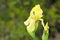 Iris imbricata flower in wild , yellow Iris ,  flora Iran
