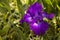 Iris Iris germanica Dark Purple Bloom