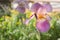 Iris Iris germanica Striped Two-Tone Purple Bloom