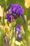 Iris Iris L. , flowers in garden, spring