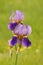 Iris Iris L., flowers in garden, spring