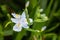 Iris japonica flower closeup